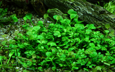 Marsilea hirsuta - Zwergkleeblatt 1-2-Grow!